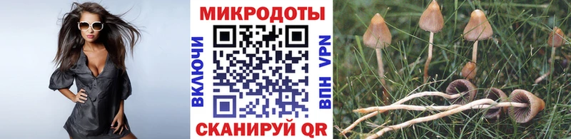 закладки Яблоновский Псилоцибиновые грибы Psilocybe